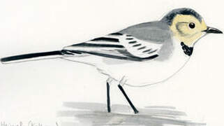 White Wagtail