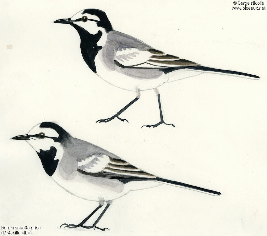 White Wagtail, identification