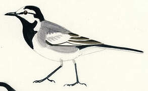 White Wagtail