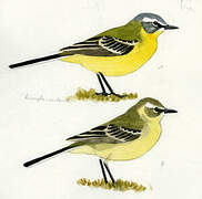 Western Yellow Wagtail