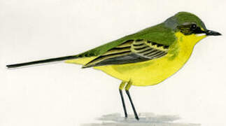 Western Yellow Wagtail