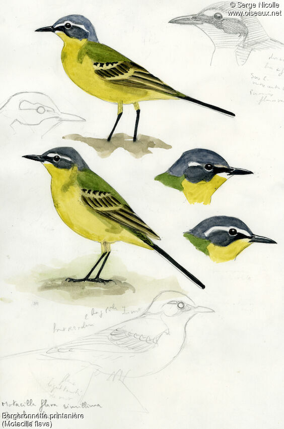 Western Yellow Wagtail, identification