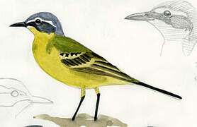 Western Yellow Wagtail