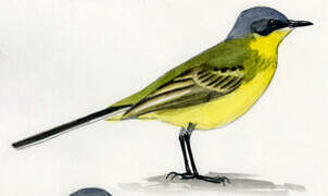 Western Yellow Wagtail