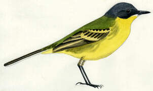 Western Yellow Wagtail