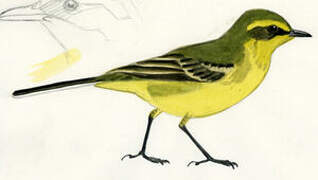 Western Yellow Wagtail