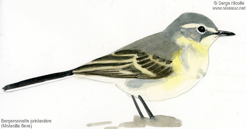 Western Yellow Wagtail, identification