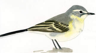 Western Yellow Wagtail