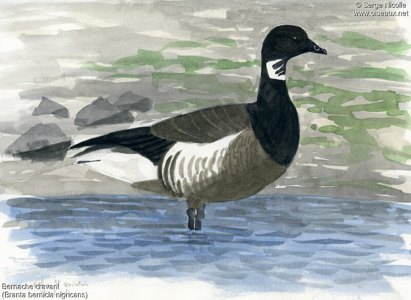 Brant Goose, identification