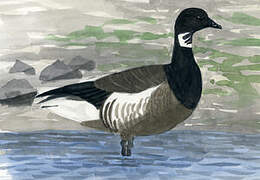 Brant Goose