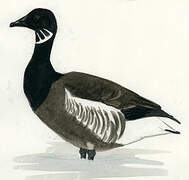 Brant Goose