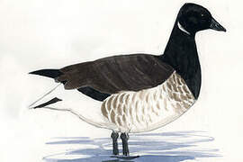 Brant Goose