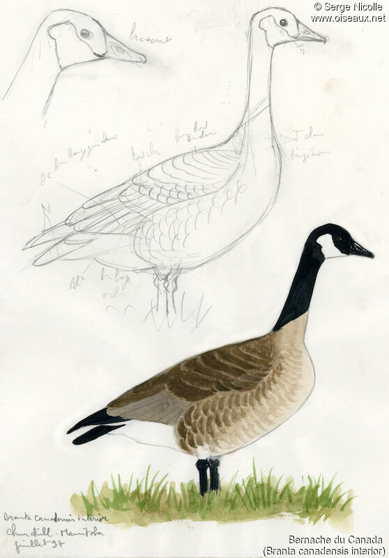 Canada Goose, identification