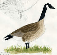 Canada Goose