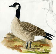 Canada Goose