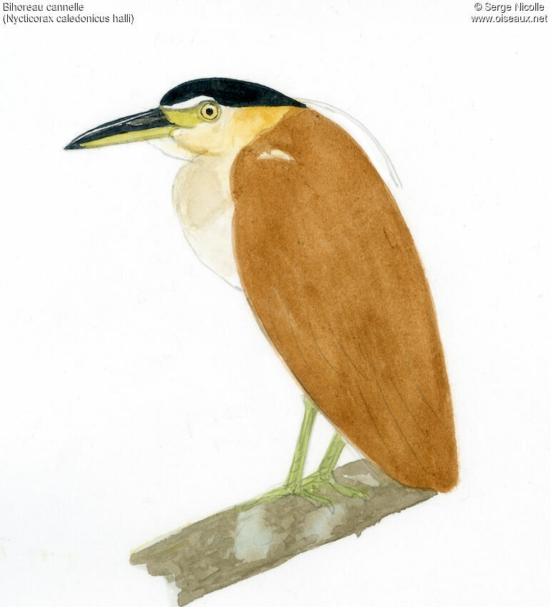 Nankeen Night Heron, identification