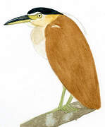 Nankeen Night Heron