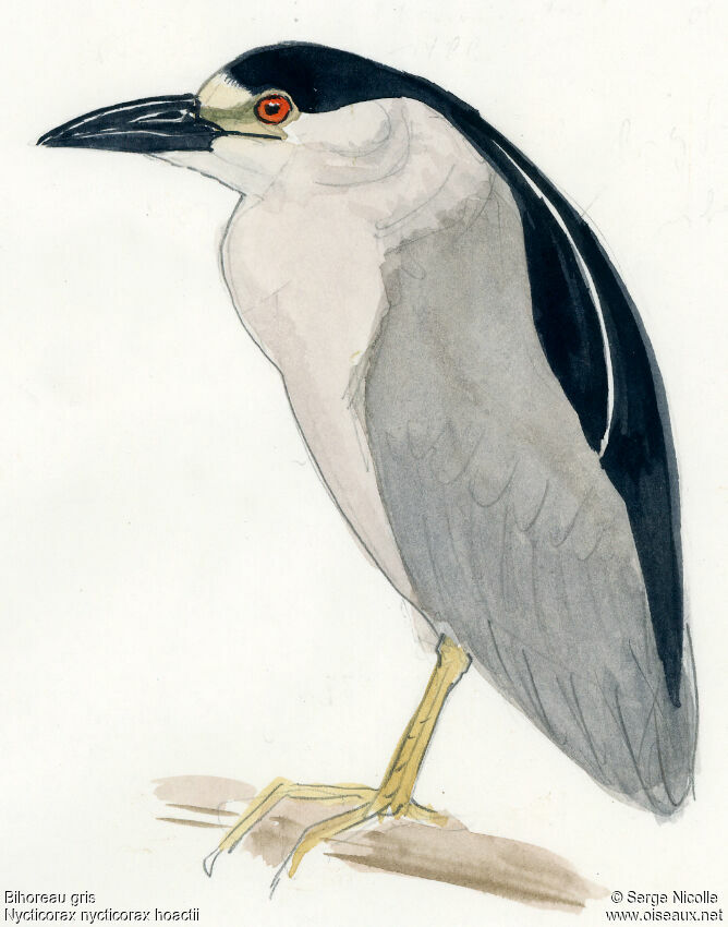 Black-crowned Night Heron, identification