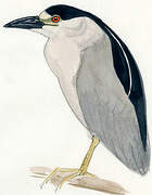 Black-crowned Night Heron