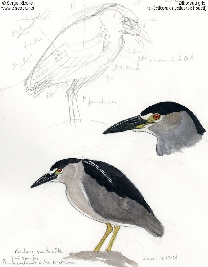 Black-crowned Night Heron, identification