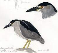 Black-crowned Night Heron