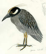 Yellow-crowned Night Heron