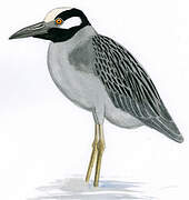 Yellow-crowned Night Heron