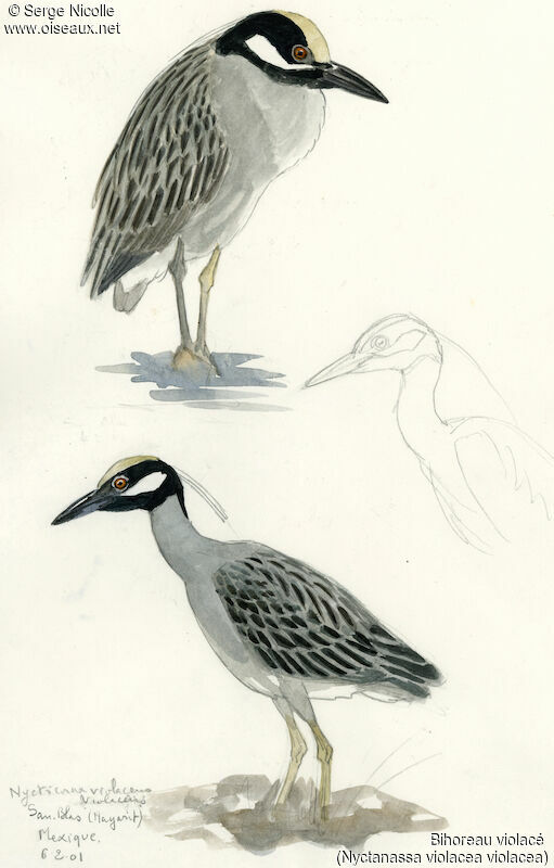 Yellow-crowned Night Heron, identification