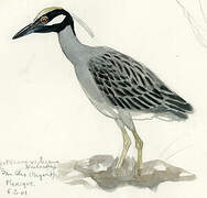 Yellow-crowned Night Heron