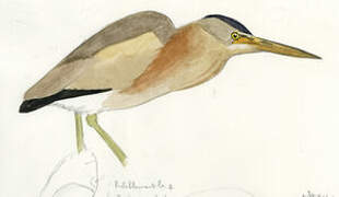 Yellow Bittern