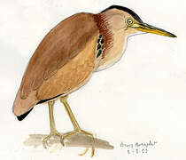 Yellow Bittern