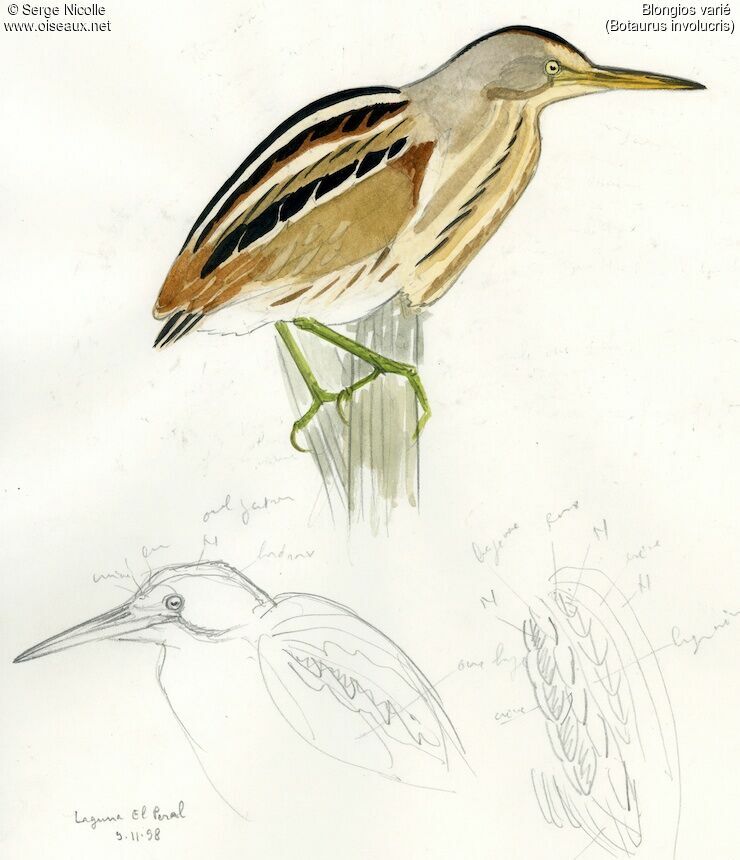 Stripe-backed Bittern, identification