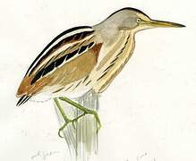 Stripe-backed Bittern