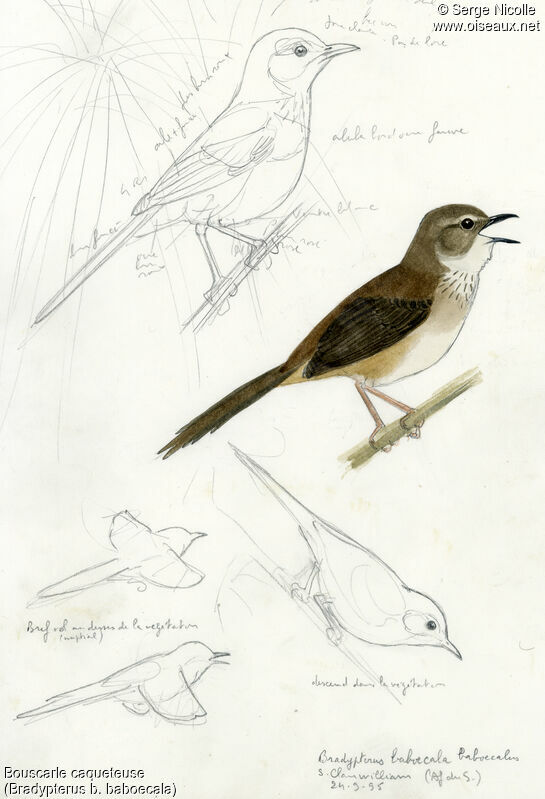 Little Rush Warbler, identification