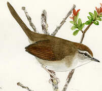 Philippine Bush Warbler