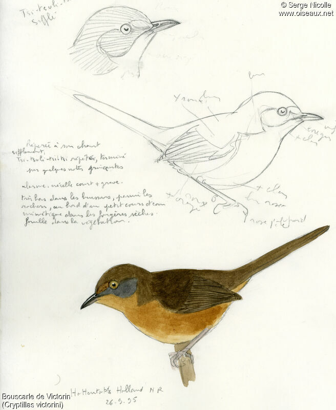Victorin's Warbler, identification