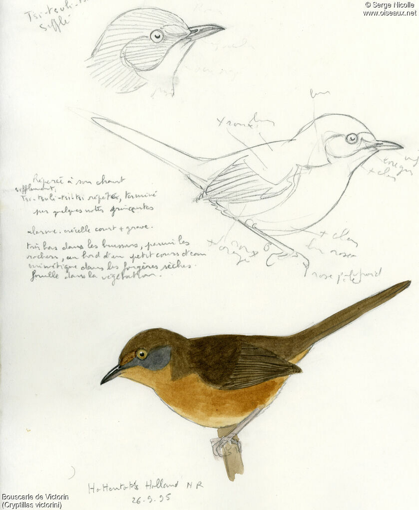 Victorin's Warbler, identification