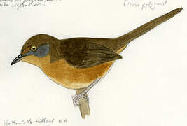 Victorin's Warbler