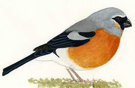 Grey-headed Bullfinch