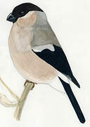 Eurasian Bullfinch