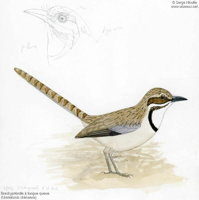 Long-tailed Ground Roller female adult, identification