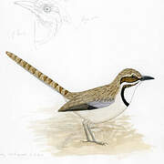 Long-tailed Ground Roller