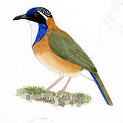 Pitta-like Ground Roller