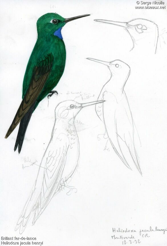 Green-crowned Brilliant, identification