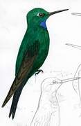 Green-crowned Brilliant