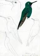 Green-crowned Brilliant