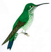 Green-crowned Brilliant