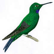 Green-crowned Brilliant