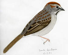 Rufous-crowned Sparrow