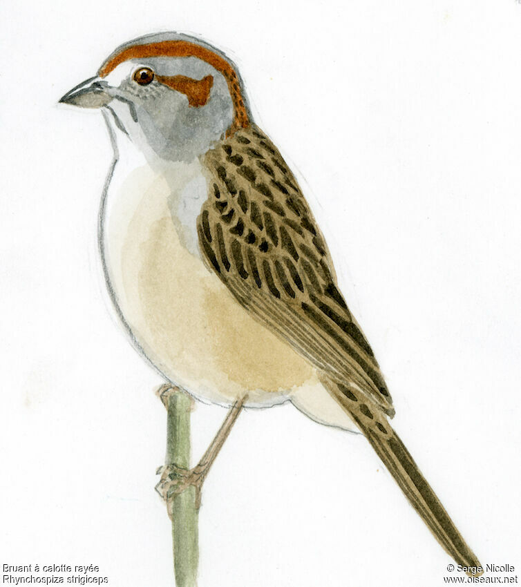 Stripe-capped Sparrow